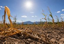 Tech Solutions Sought as €2 Billion Crop Loss Elevates Food Prices